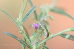 Polygala erioptera